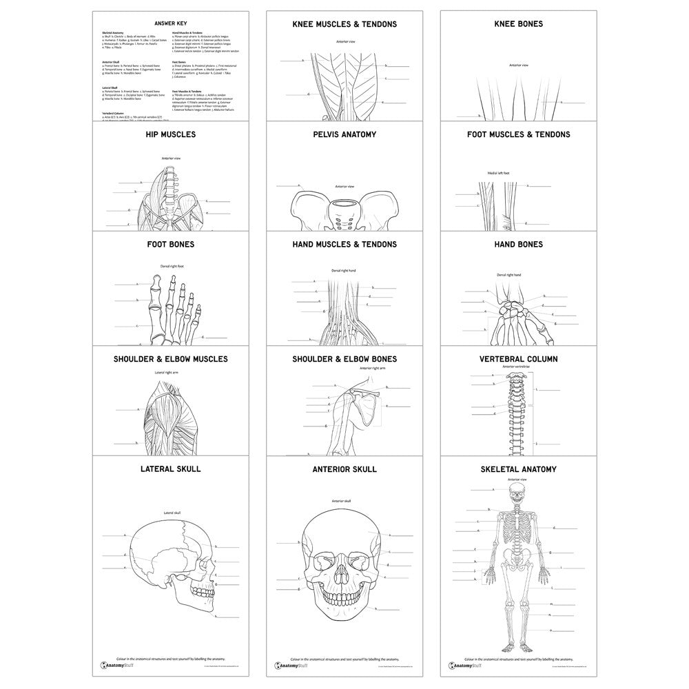 Musculoskeletal Anatomy Revision Pack | Printable Anatomy Study ...