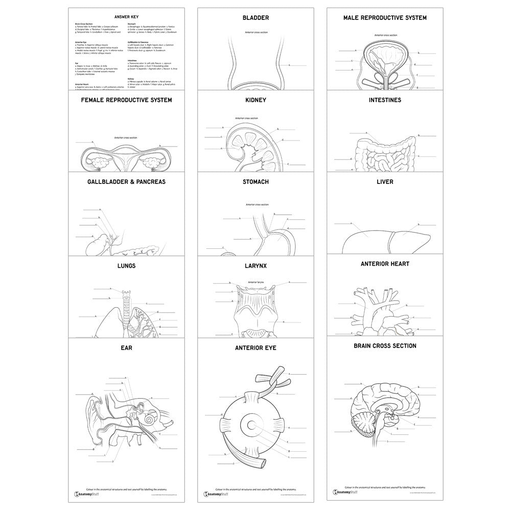 Education Resources AnatomyStuff Education resources anatomystuff