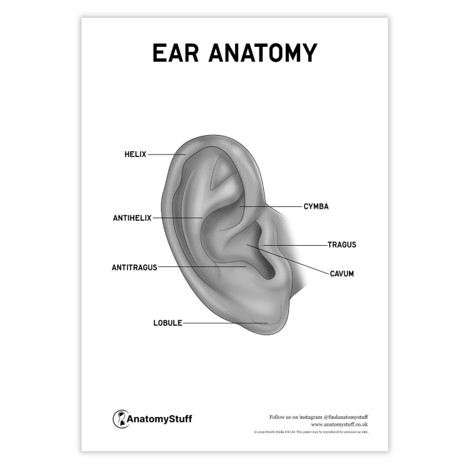 Ear Anatomy PDF Poster | Hearing System Chart Download – AnatomyStuff