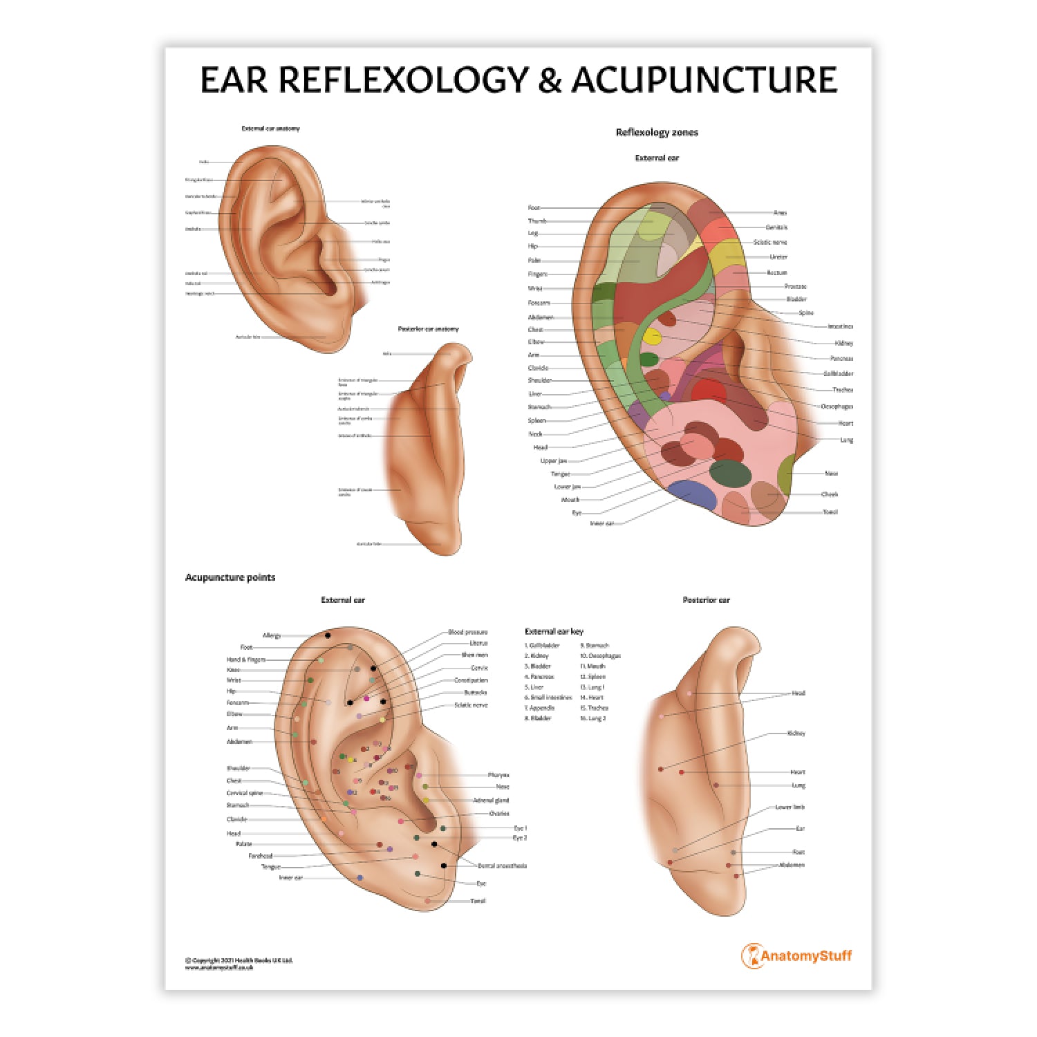 Ear Reflexology & Acupuncture Chart / Poster
