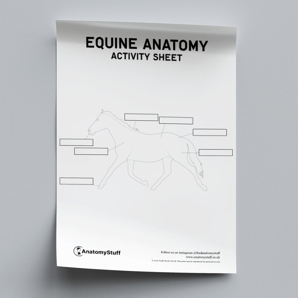 Equine Anatomy Activity Sheet PDF