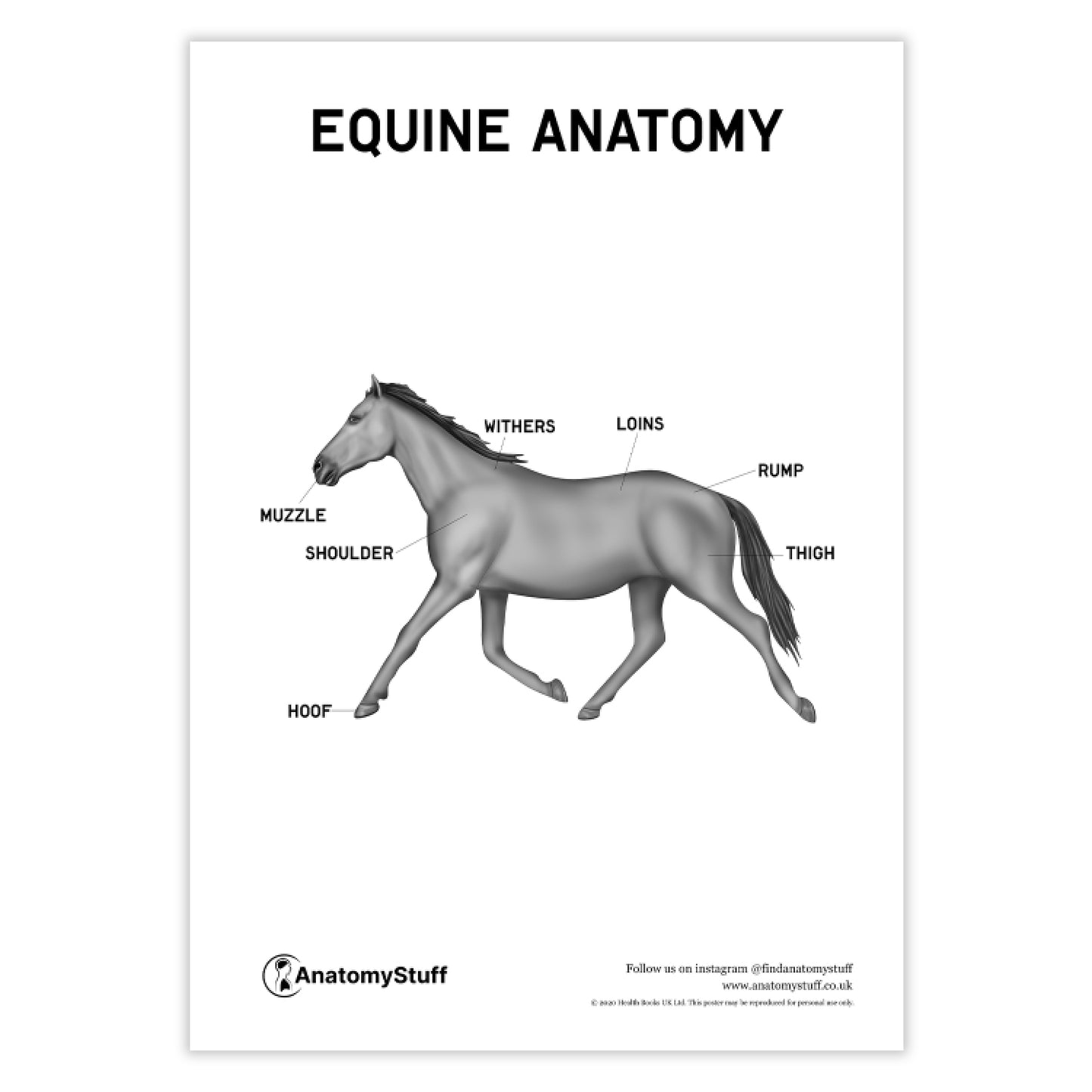 Equine Anatomy Poster PDF