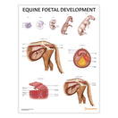 Switch Equine Foetal Development Chart / Poster 1 image