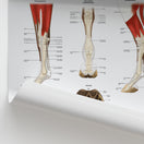 Switch Equine Lower Limb Anatomy Chart / Poster 2 image