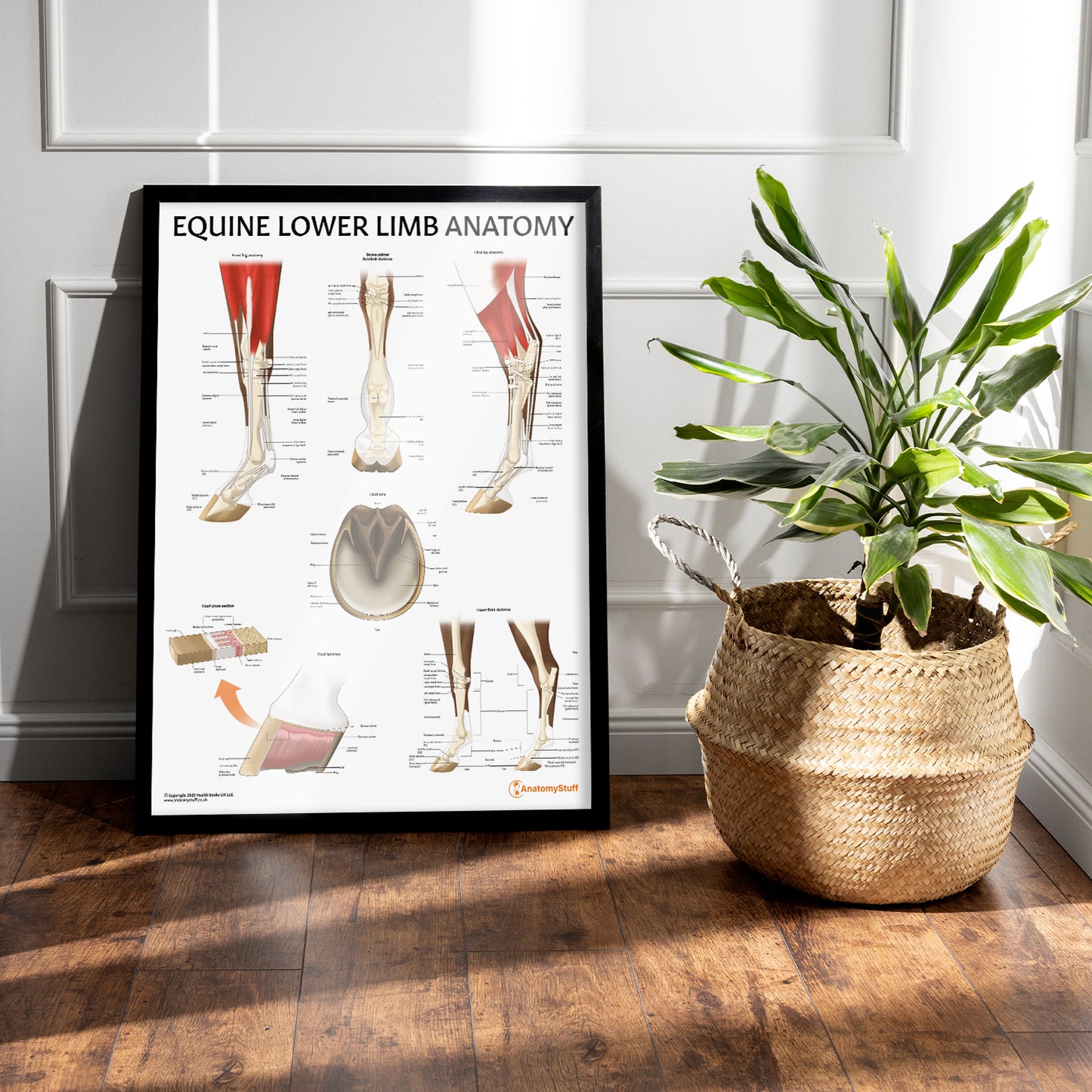 Equine Lower Limb Anatomy Chart / Poster