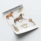 Switch Equine Skeletal Anatomy Chart / Poster 3 image