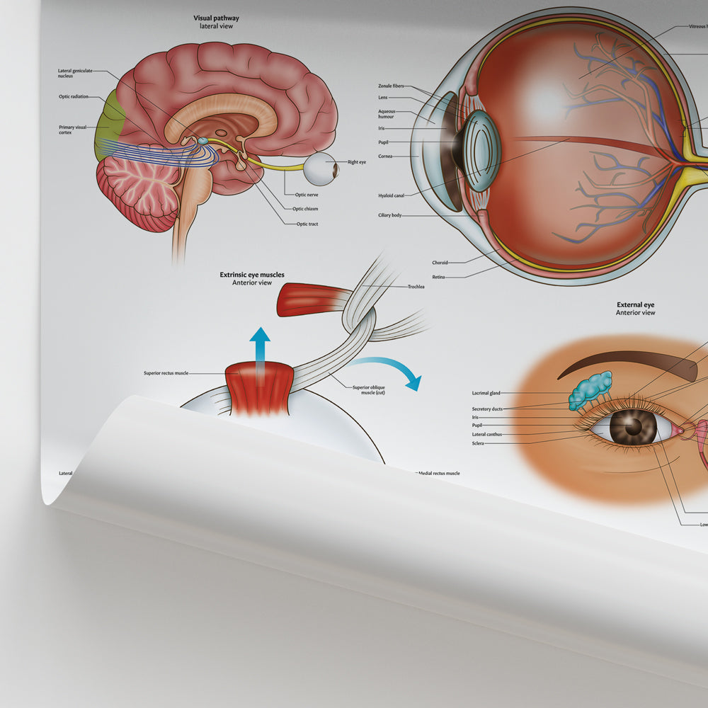 Eye Anatomy Chart / Poster