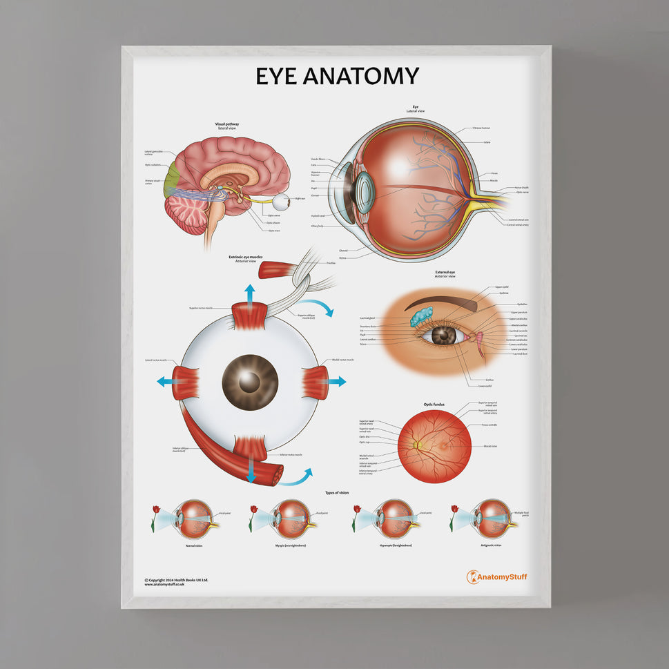 Eye Anatomy Chart / Poster