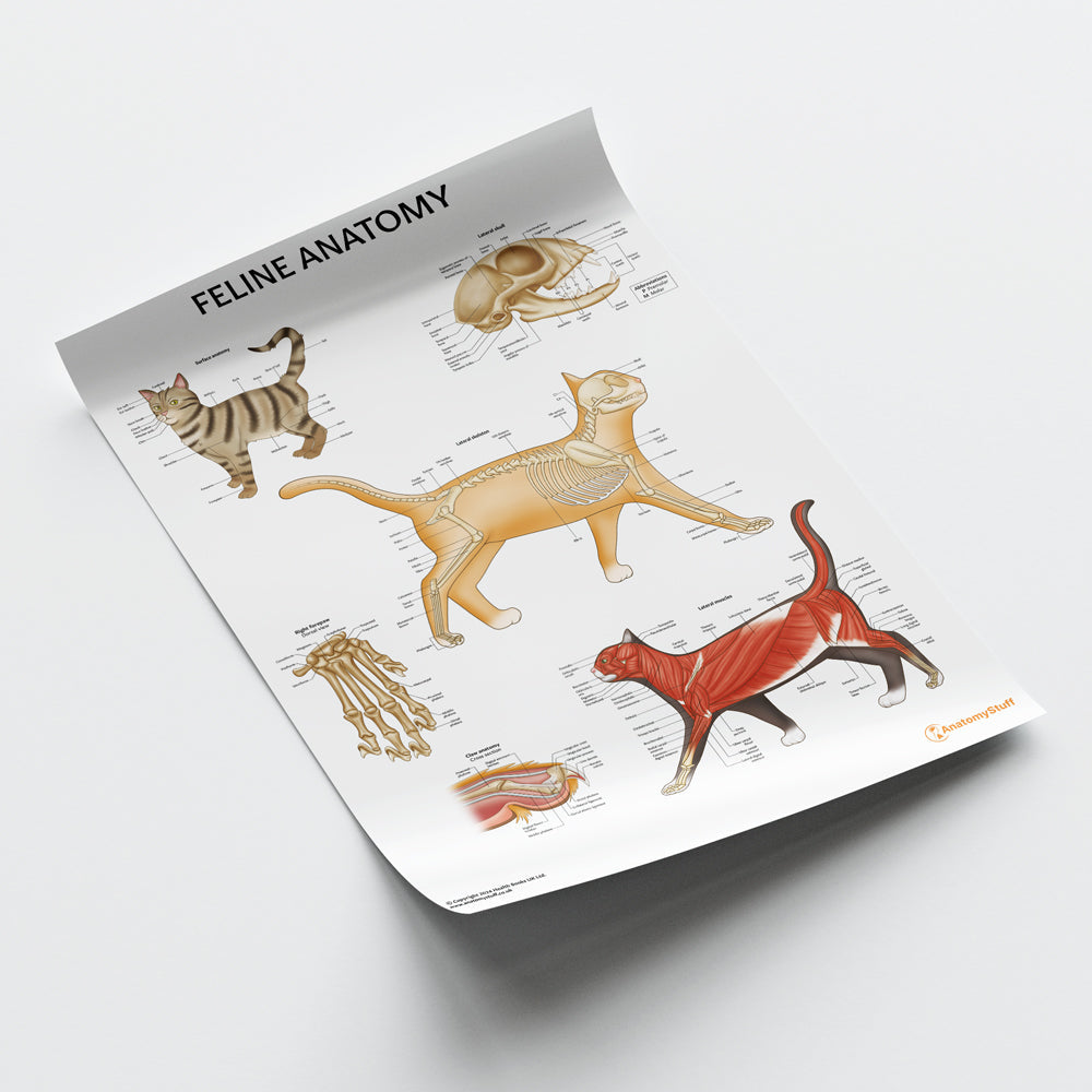 Feline Anatomy Posters – AnatomyStuff