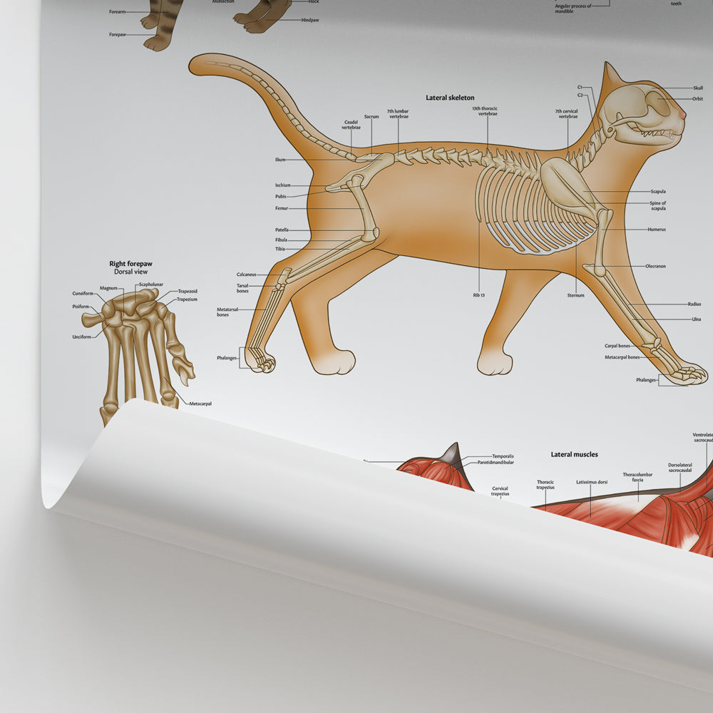 Cat Extraction Chart Feline Anatomy Models and Posters | Cat Veterinary – AnatomyStuff