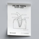 Switch Feline Dental Anatomy Activity Sheet PDF 2 image