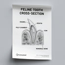 Switch Feline Dental Anatomy Poster PDF 2 image