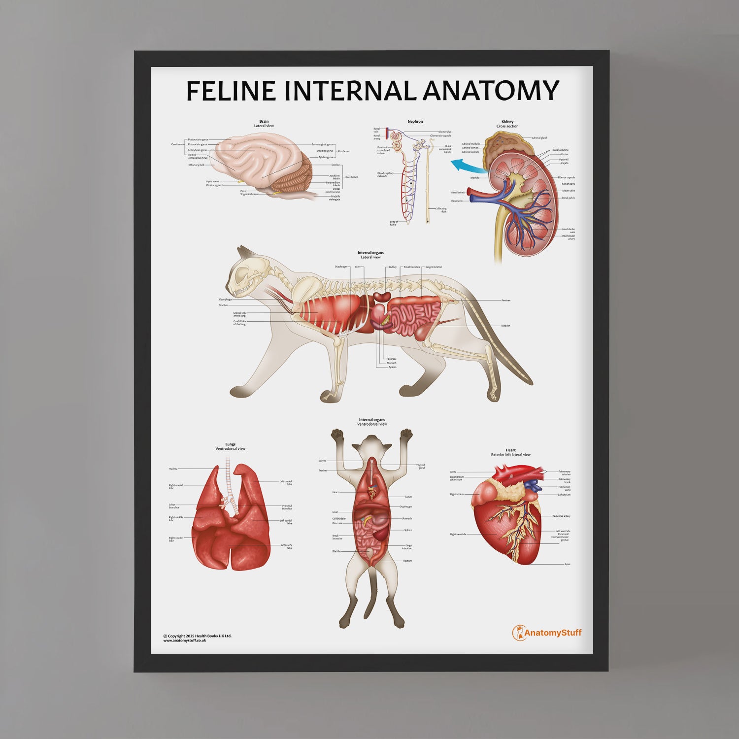 Feline Internal Anatomy Poster | Cat Organs Labelled Chart – AnatomyStuff