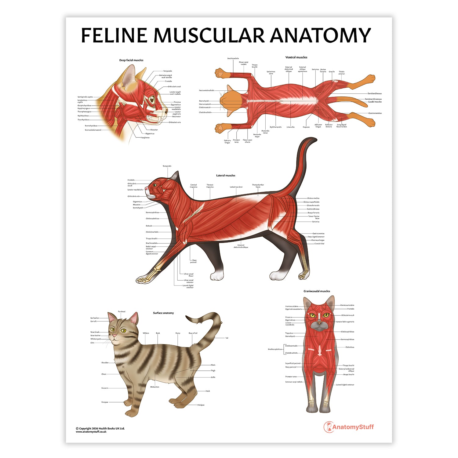 Feline Muscular Anatomy Chart / Poster