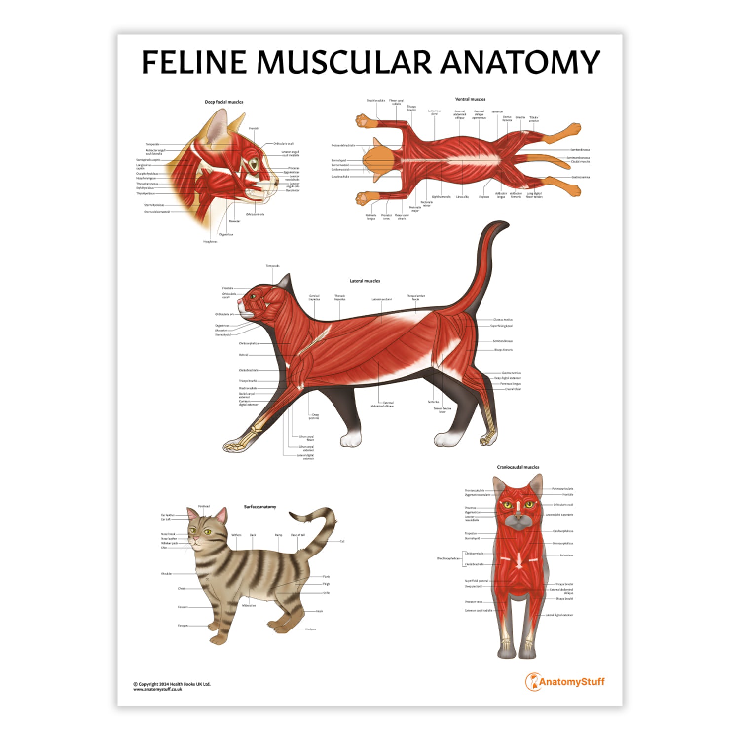 Cat Muscle Anatomy Poster | Feline Musculature Chart – AnatomyStuff