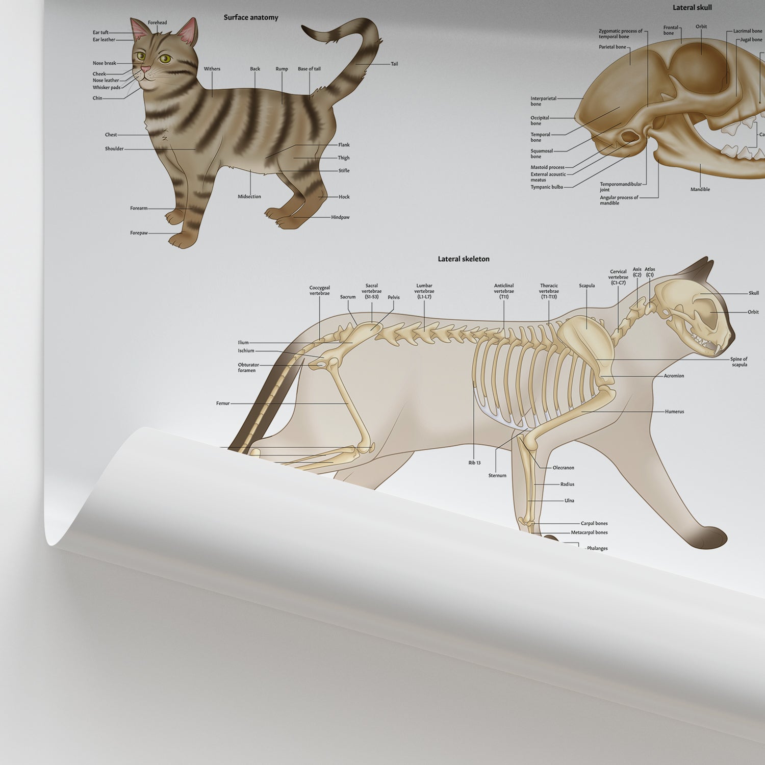 Cat Skeleton Reference Feline Skeletal Anatomy Chart | Cat Skeleton Poster – AnatomyStuff