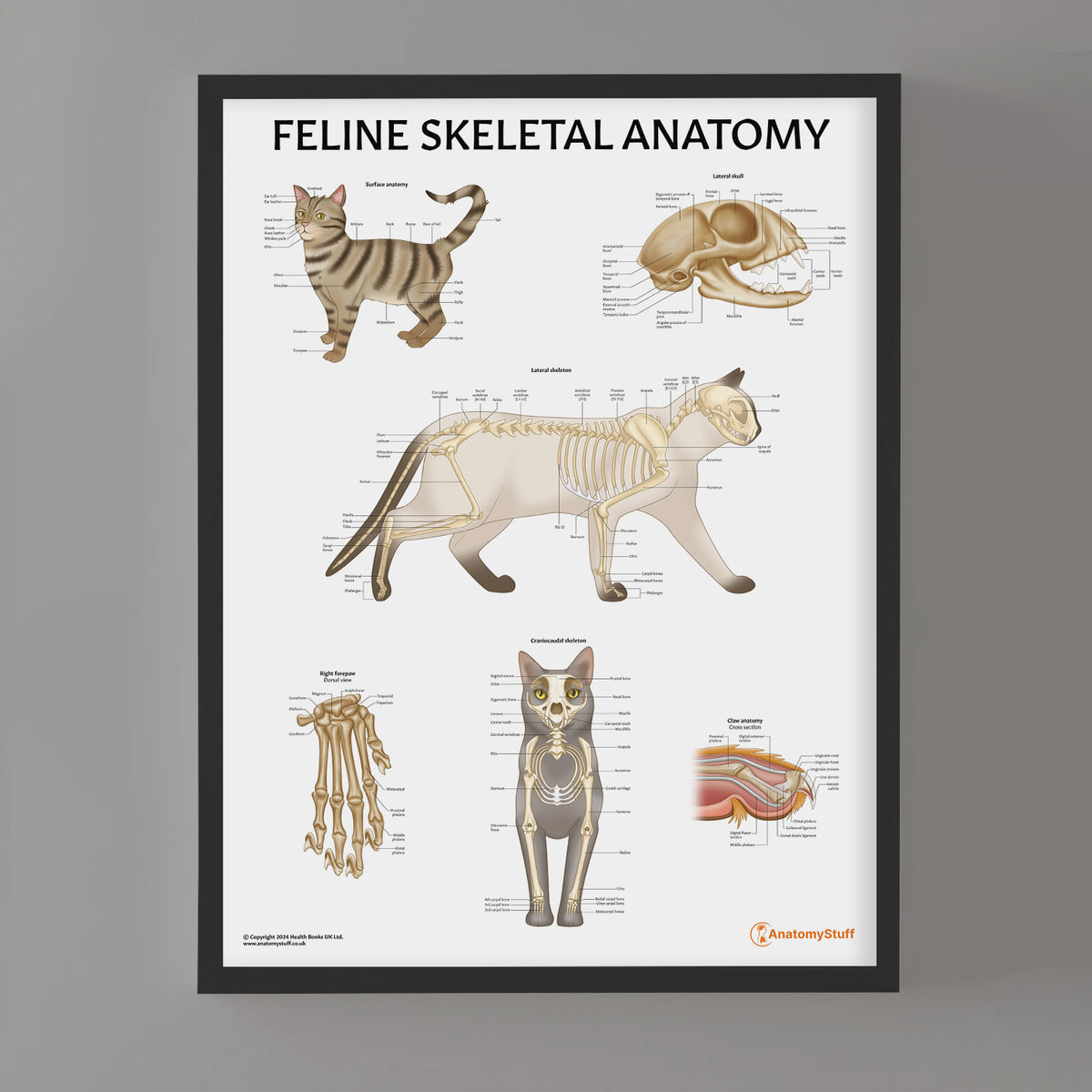 Cat Skeleton Reference Feline Skeletal Anatomy Chart | Cat Skeleton Poster – AnatomyStuff