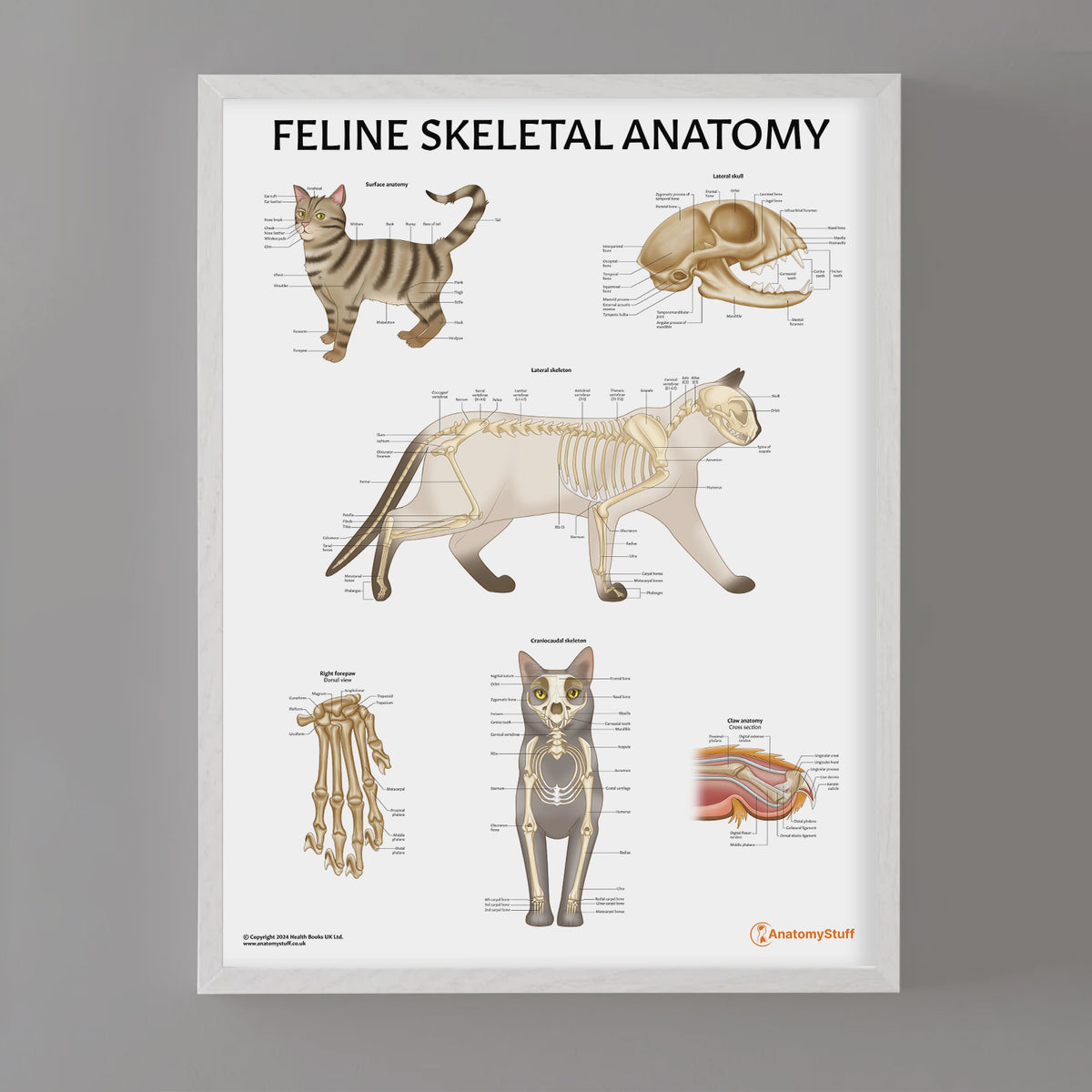Cat Skeleton Reference Feline Skeletal Anatomy Chart | Cat Skeleton Poster – AnatomyStuff
