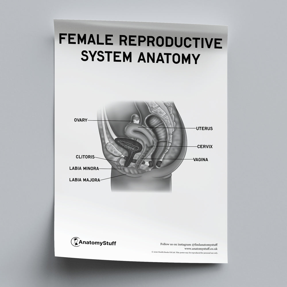 Female Reproductive System PDF Poster | Gynaecology Anatomy Download ...