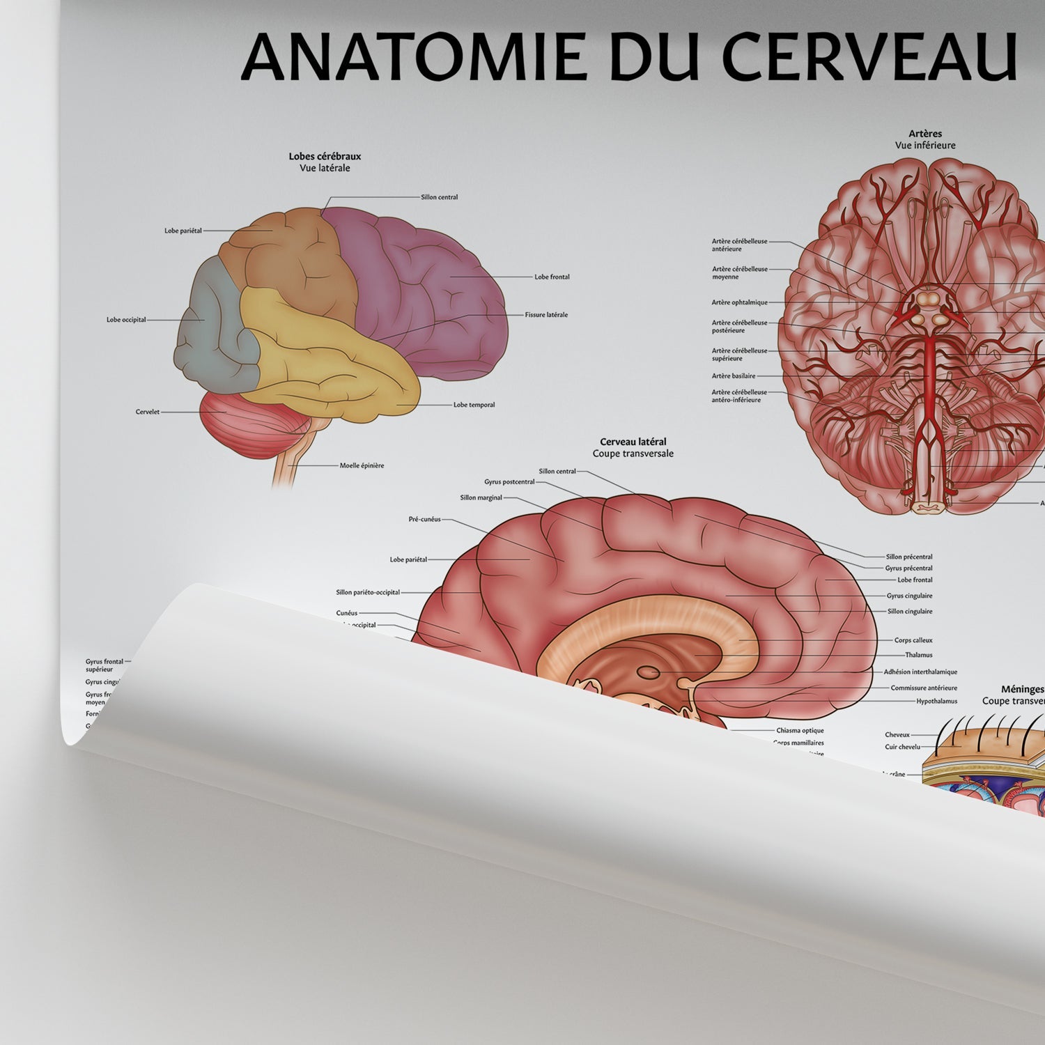 Anatomie du Cerveau Chart / Poster - French