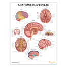 Switch Anatomie du Cerveau Chart / Poster - French 1 image