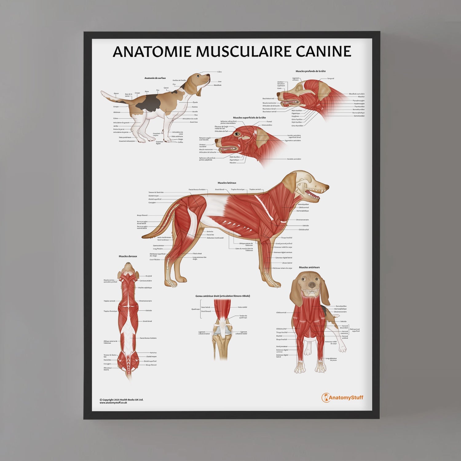 Anatomie Musculaire Canine Chart / Poster - French