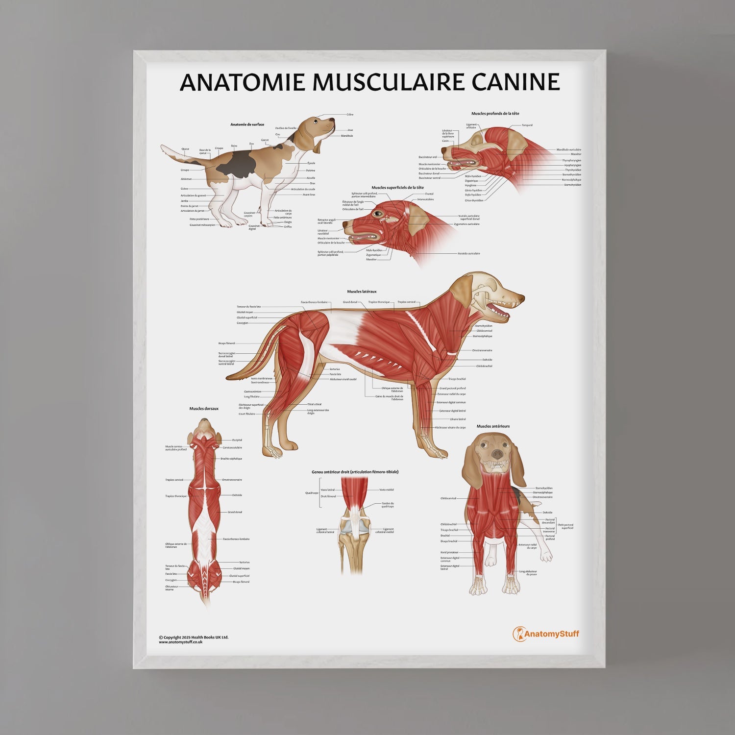 Anatomie Musculaire Canine Chart / Poster - French