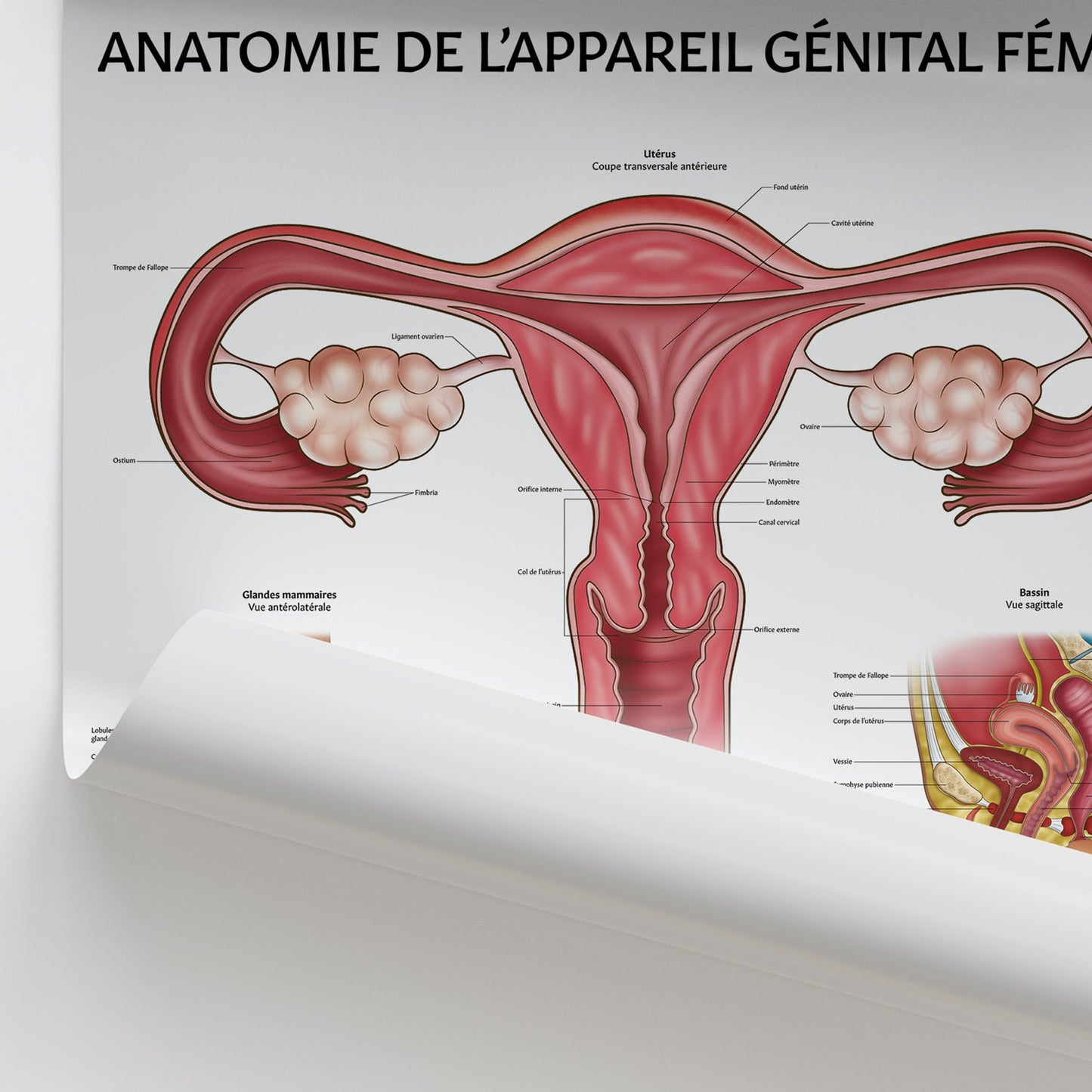 Anatomie de L’appareil Génital Féminin Chart / Poster - French