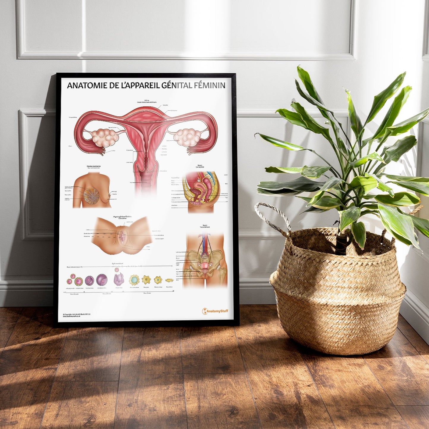 Anatomie de L’appareil Génital Féminin Chart / Poster - French