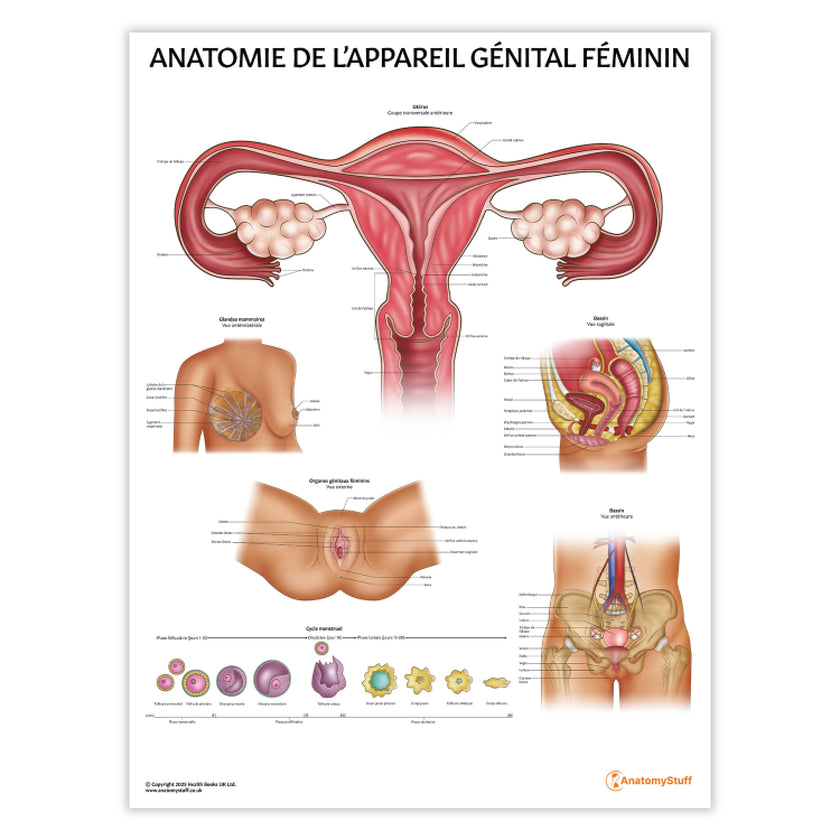 Anatomie de L’appareil Génital Féminin Chart / Poster - French