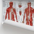 Switch Anatomie Musculaire Chart / Poster - French 2 image