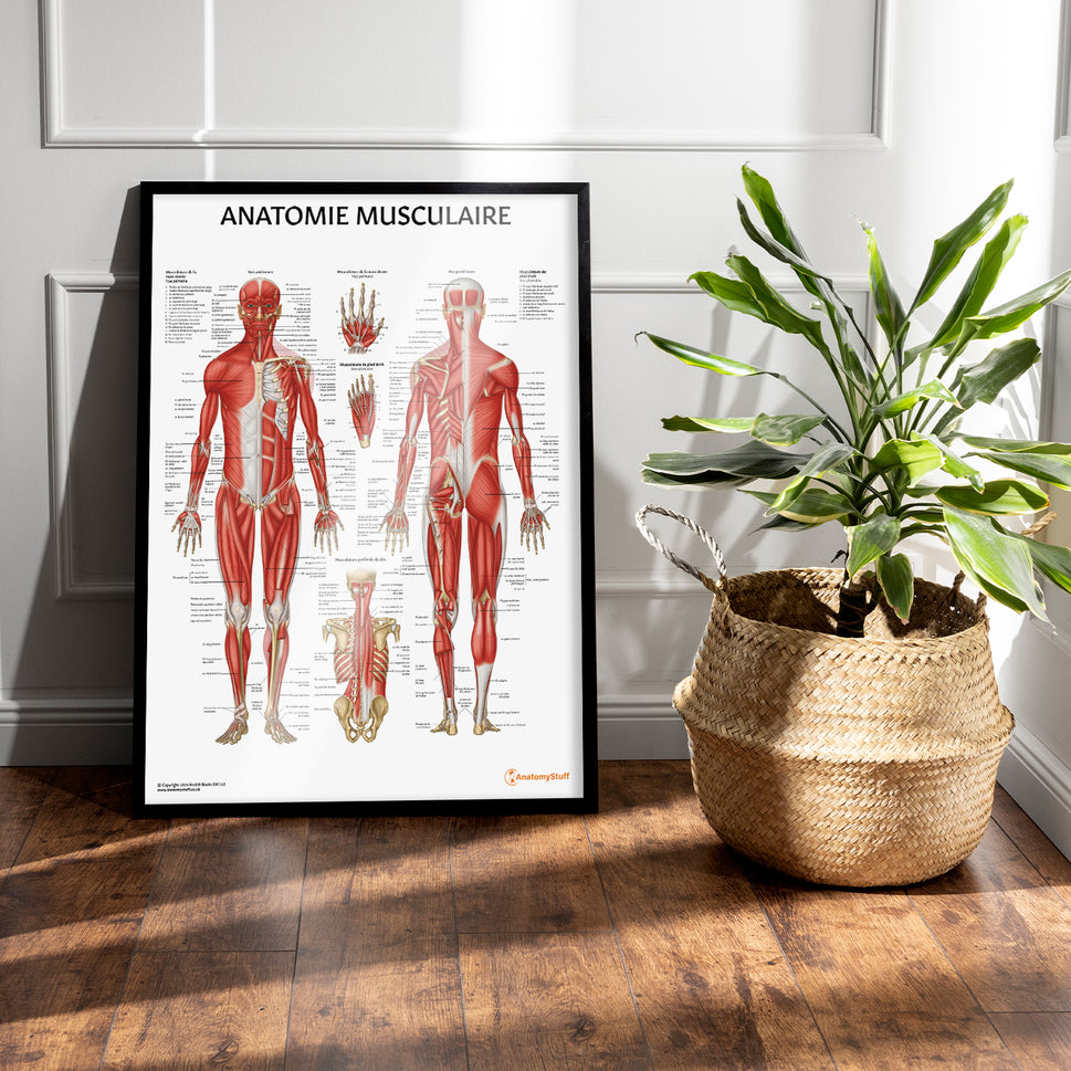 Anatomie Musculaire Chart / Poster - French