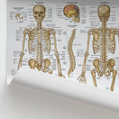 Switch Anatomie Squelettique Chart / Poster - French 2 image