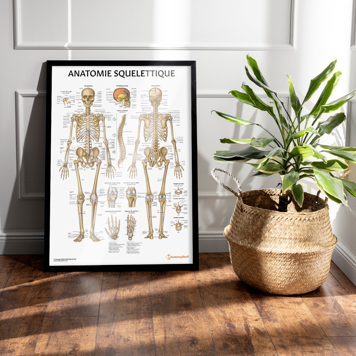 Anatomie Squelettique Chart / Poster - French