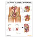 Switch Anatomie de l&#39;Appareil Urinaire Chart / Poster - French 1 image