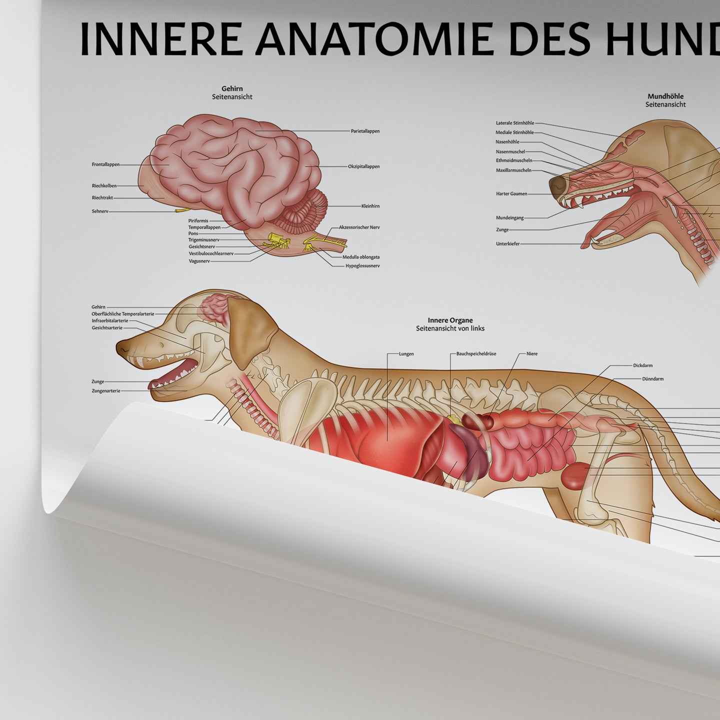 Organe Hund Rechts