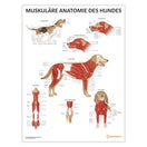 Switch Muskuläre Anatomie des Hundes Chart / Poster - German 1 image