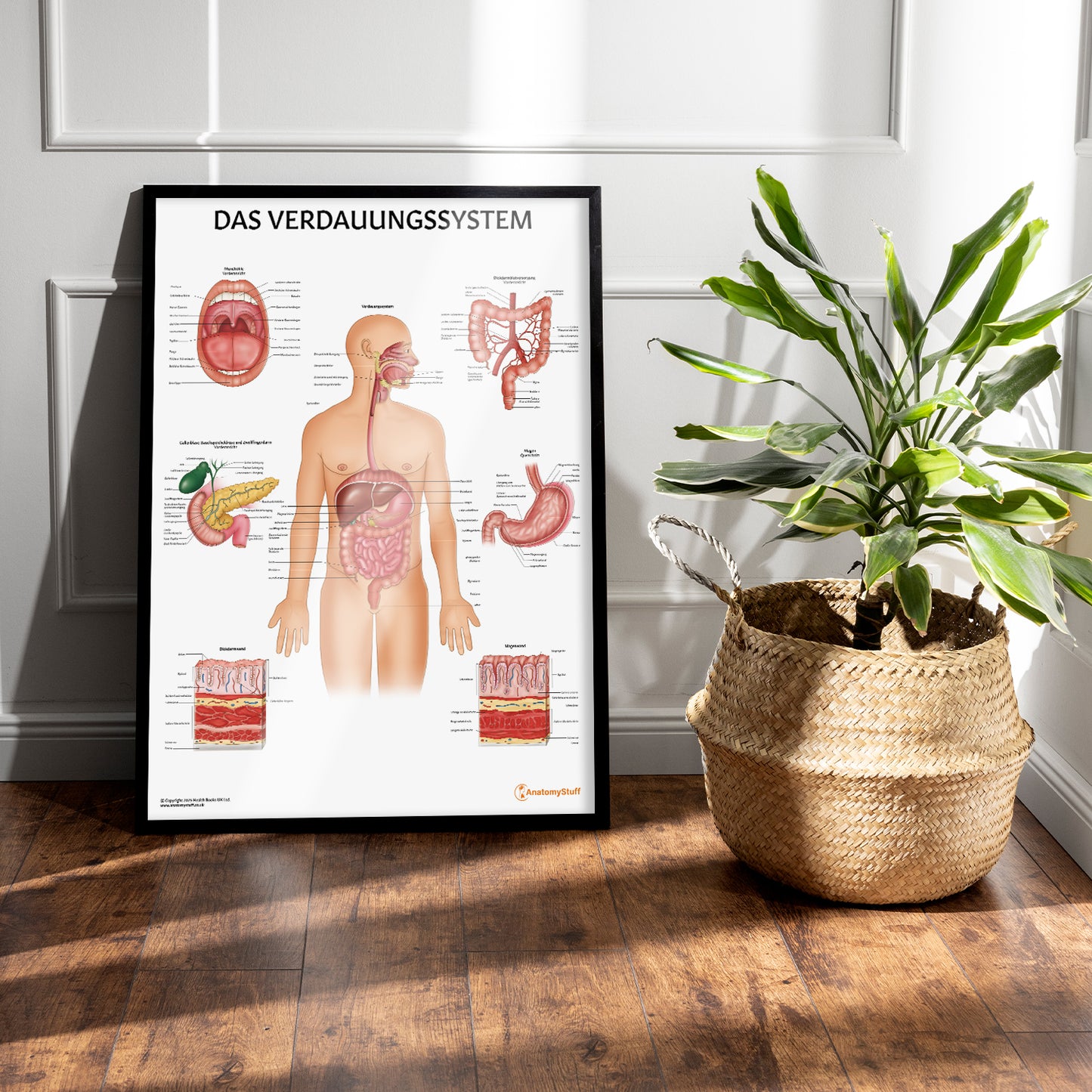 Das Verdauungssystem Chart / Poster - German