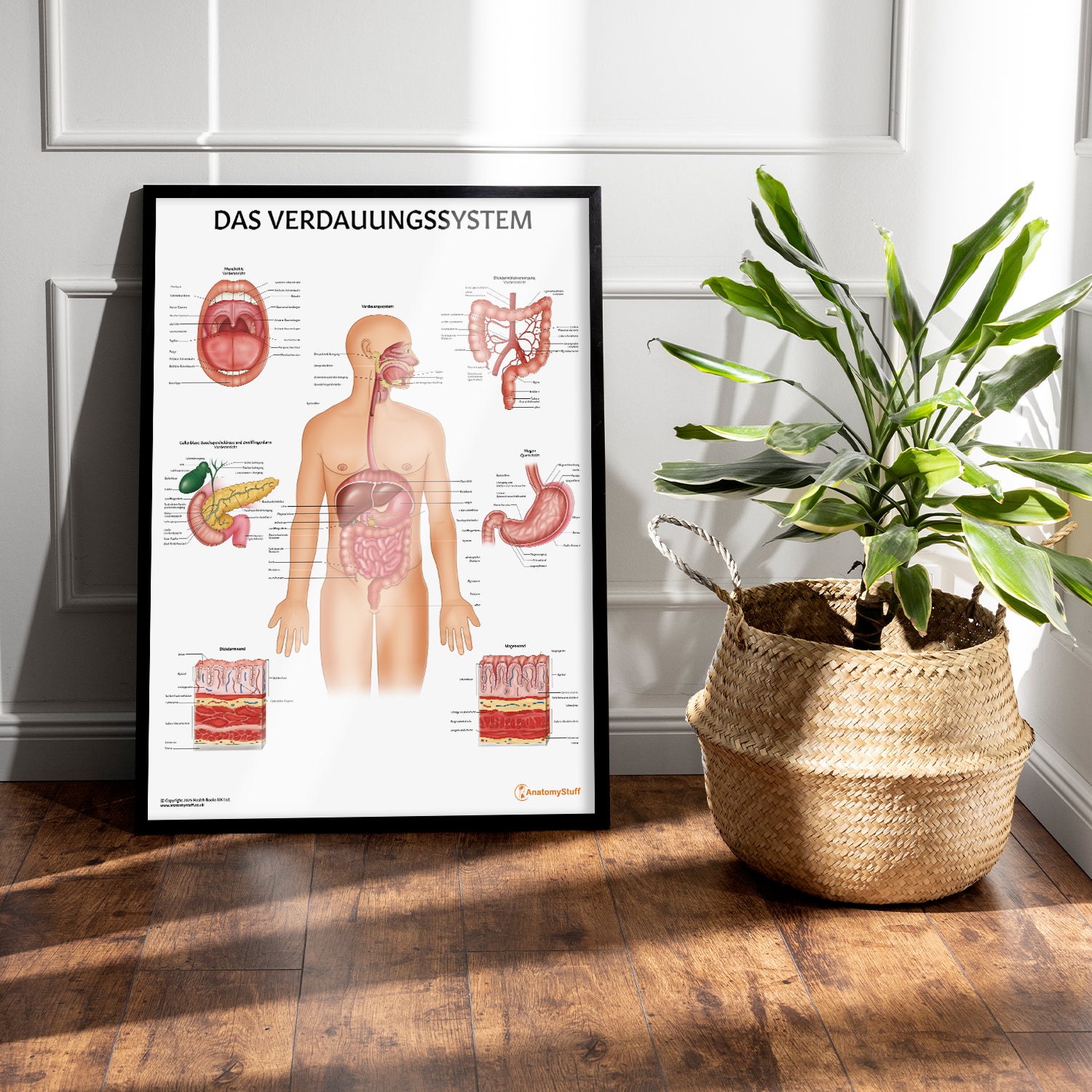 Das Verdauungssystem Chart / Poster - German