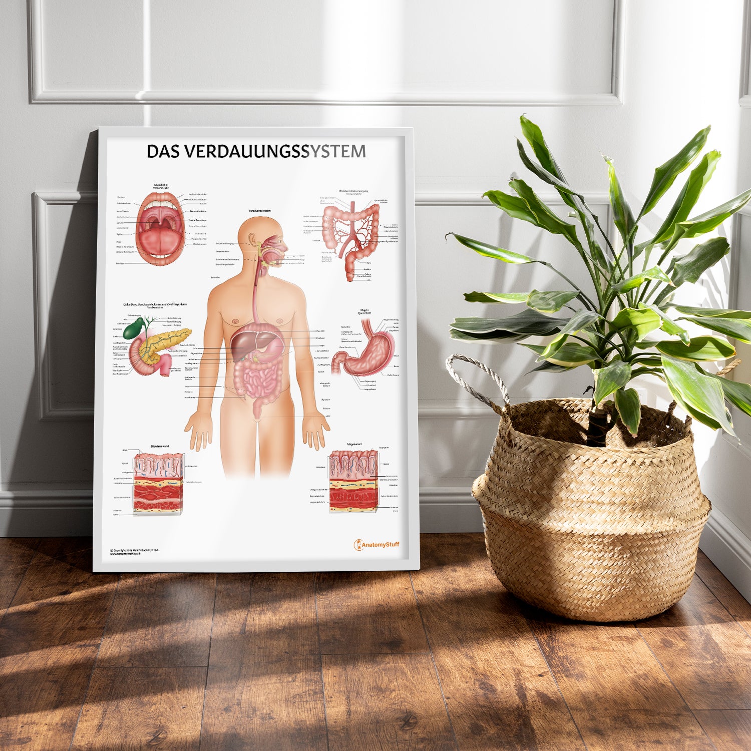 Das Verdauungssystem Chart / Poster - German
