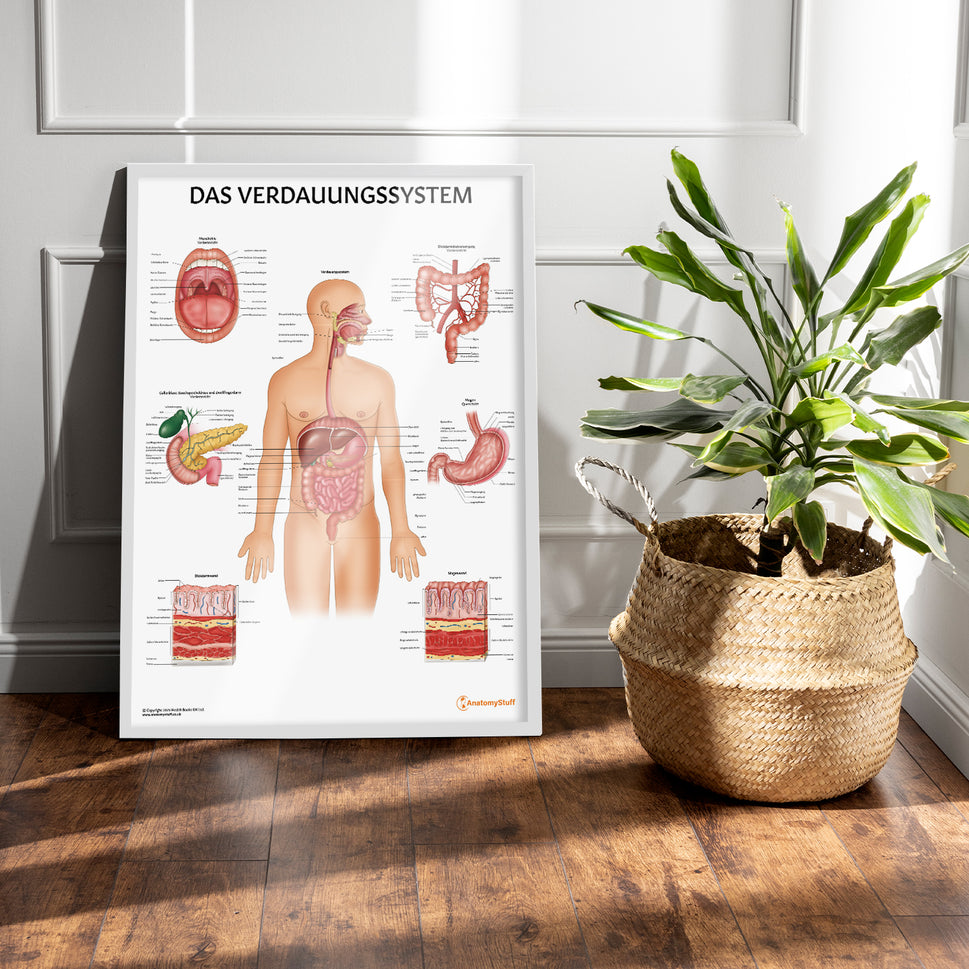 Das Verdauungssystem Chart / Poster - German