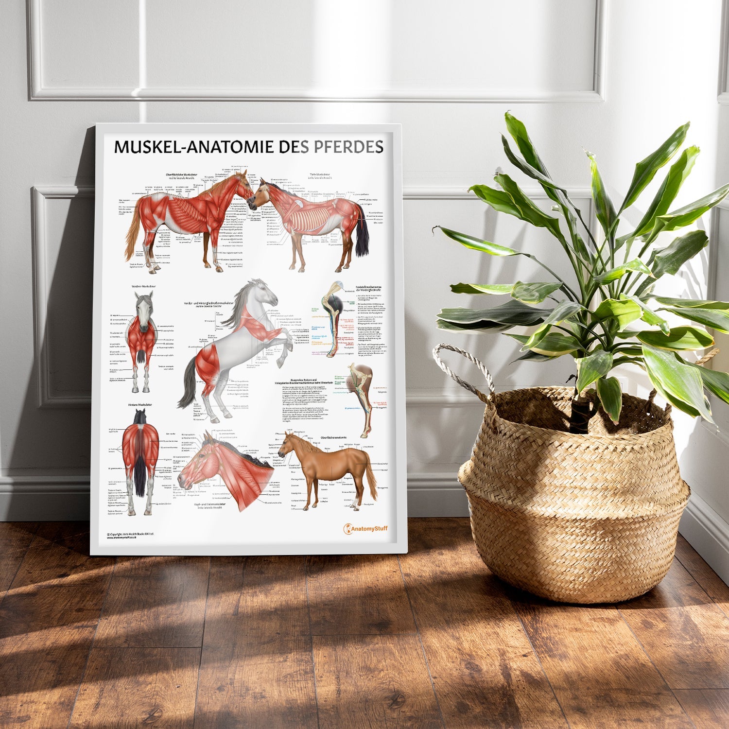 Muskel-Anatomie des Pferdes Chart / Poster - German