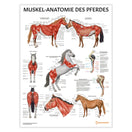 Switch Muskel-Anatomie des Pferdes Chart / Poster - German 1 image