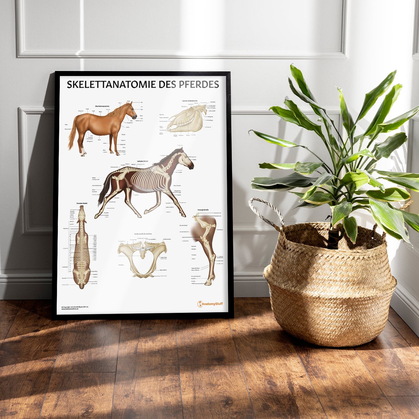 Skelettanatomie des Pferdes Chart / Poster - German