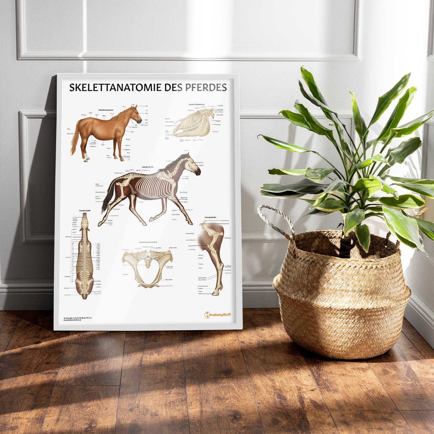 Skelettanatomie des Pferdes Chart / Poster - German