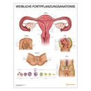 Switch Weibliche Fortpflanzungsanatomie Chart / Poster - German 1 image