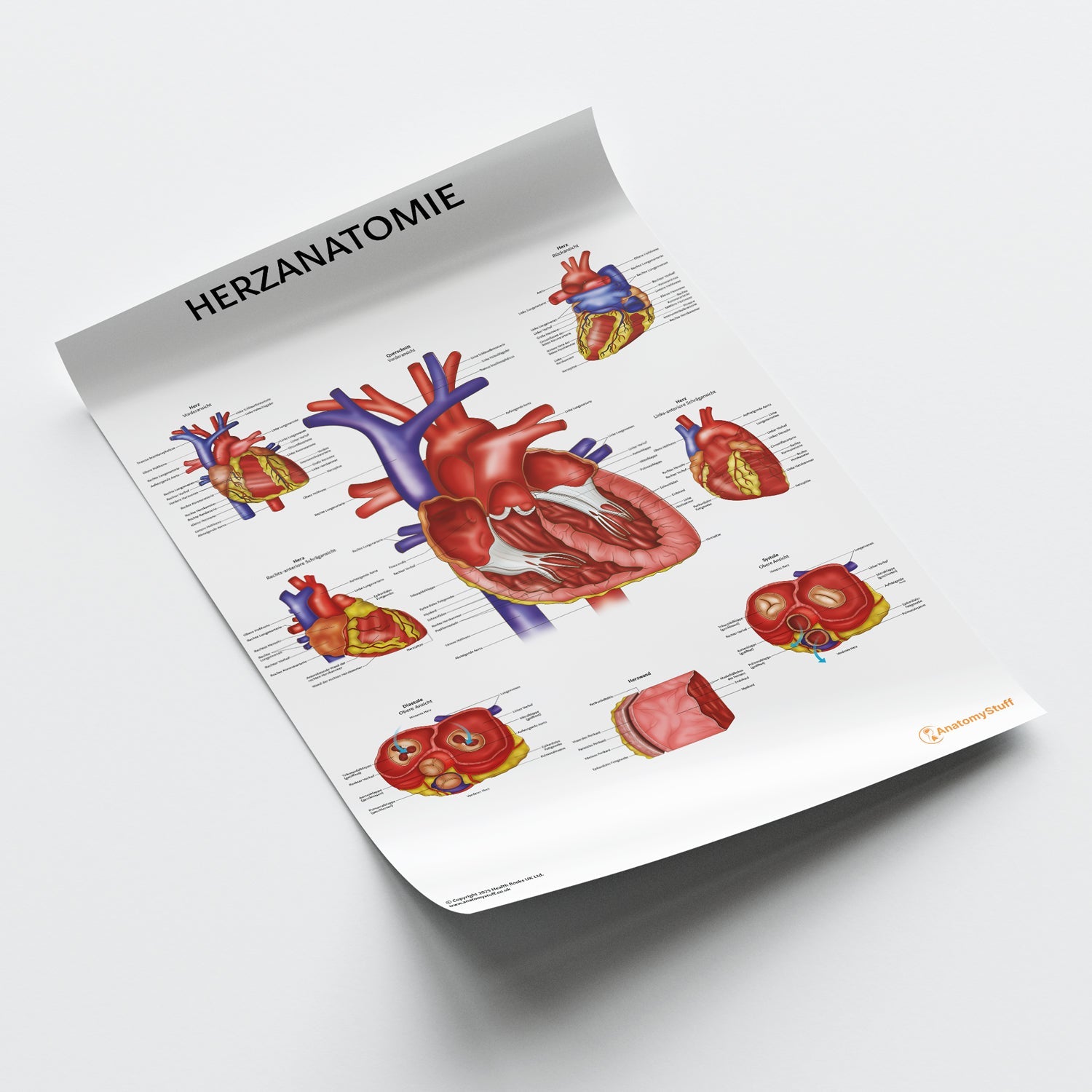 Herzanatomie Chart / Poster - German