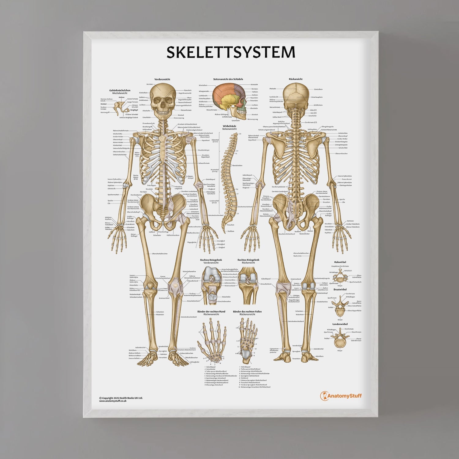 Skelettsystem Chart / Poster - German