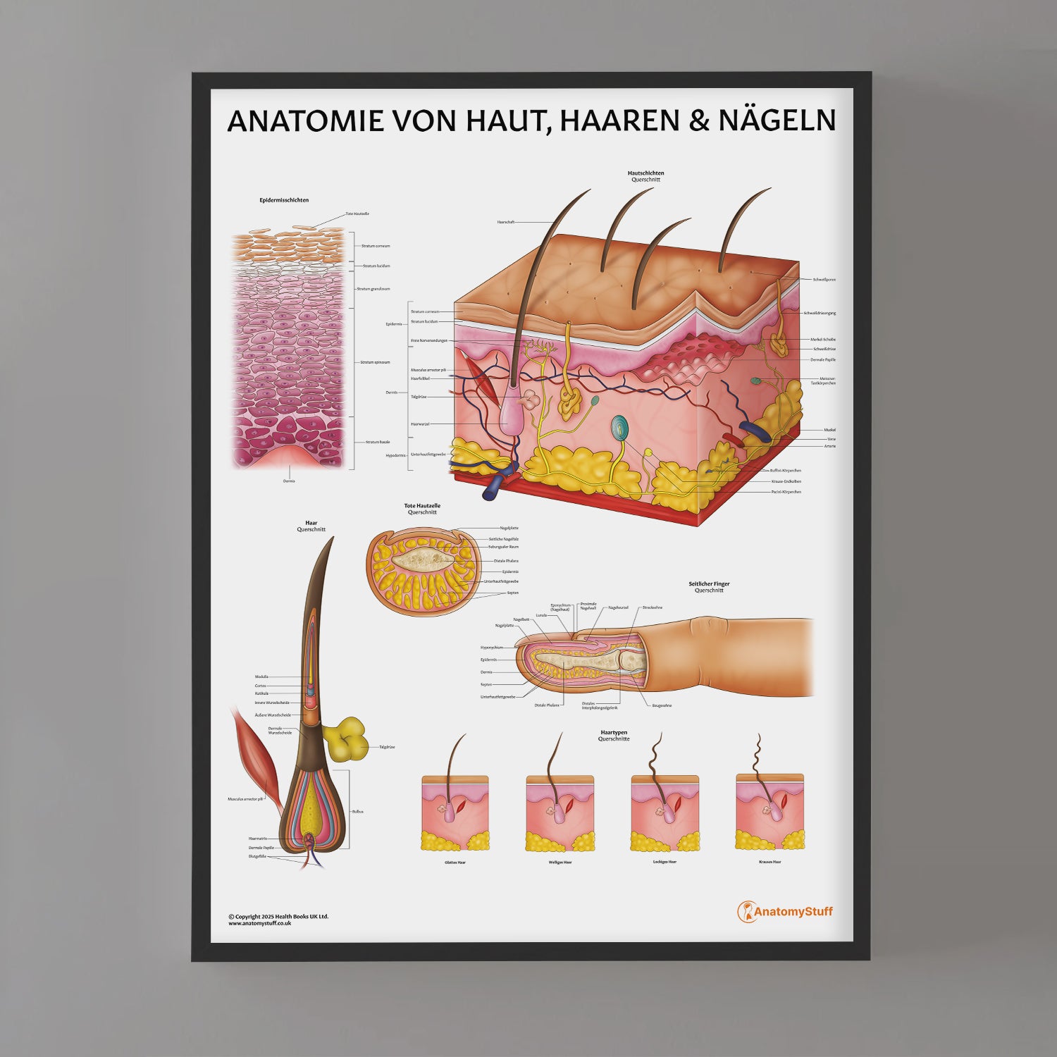 Anatomie Von Haut, Haaren & Nageln Chart / Poster - German