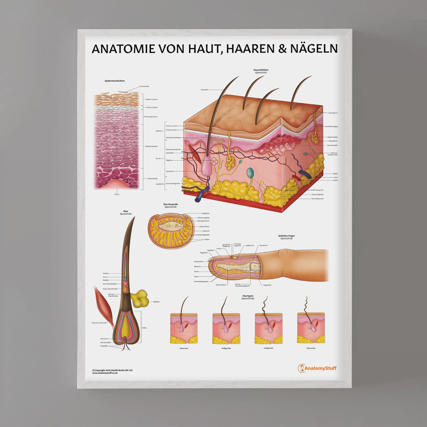 Anatomie Von Haut, Haaren & Nageln Chart / Poster - German